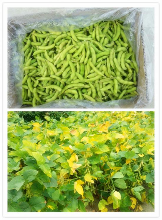 點(diǎn)擊查看詳細(xì)信息<br>標(biāo)題：【農(nóng)副產(chǎn)品】有機(jī)毛豆 閱讀次數(shù)：9644