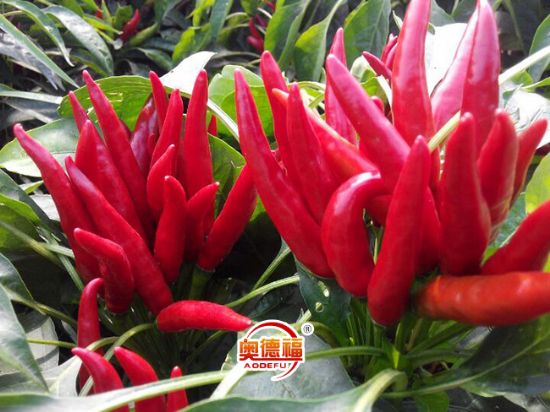 點(diǎn)擊查看詳細(xì)信息<br>標(biāo)題：【農(nóng)副產(chǎn)品】辣妹子辣 閱讀次數(shù)：9300