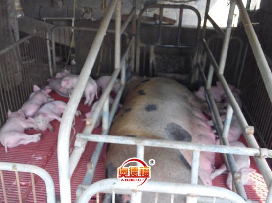 點(diǎn)擊查看詳細(xì)信息<br>標(biāo)題：【鐵棍山藥】德福生態(tài)園鐵棍山藥 純天然有機(jī)肥養(yǎng)肥 無(wú)化學(xué)肥料 純天然無(wú)公害產(chǎn)品 閱讀次數(shù)：9236