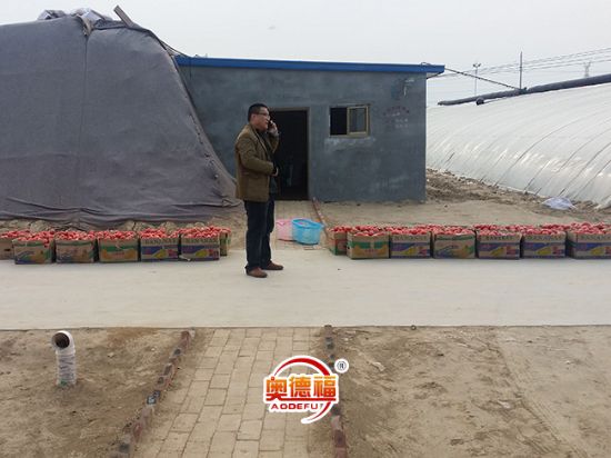 點(diǎn)擊查看詳細(xì)信息<br>標(biāo)題：有機(jī)西紅柿采摘 閱讀次數(shù)：7969