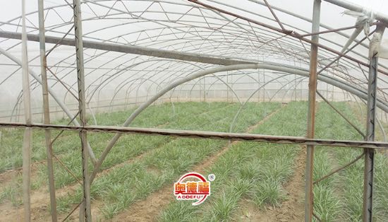 點(diǎn)擊查看詳細(xì)信息<br>標(biāo)題：有機(jī)韭菜 閱讀次數(shù)：8074