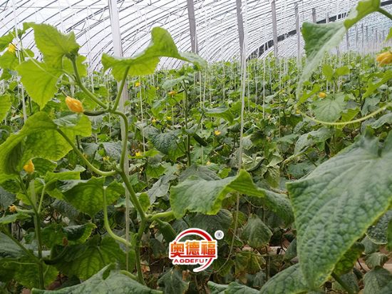 點(diǎn)擊查看詳細(xì)信息<br>標(biāo)題：水果黃瓜 閱讀次數(shù)：7658