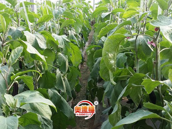 點(diǎn)擊查看詳細(xì)信息<br>標(biāo)題：茄子 閱讀次數(shù)：7206