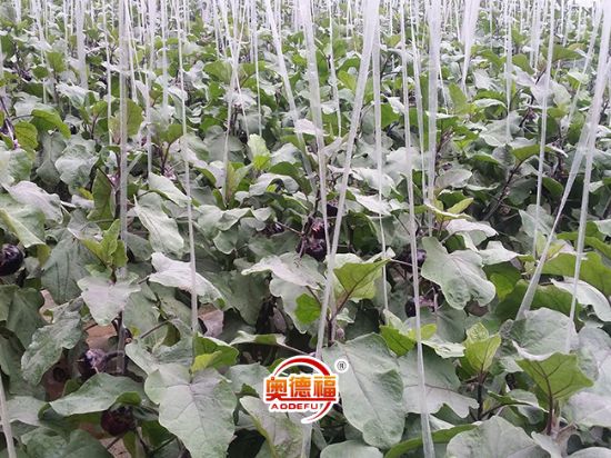 點(diǎn)擊查看詳細(xì)信息<br>標(biāo)題：德福有機(jī)圓茄 閱讀次數(shù)：7011