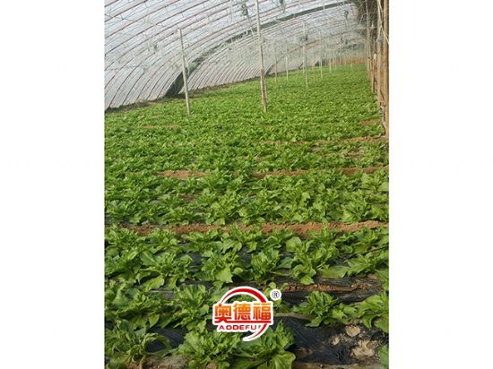 點(diǎn)擊查看詳細(xì)信息<br>標(biāo)題：德福有機(jī)冰菜 閱讀次數(shù)：7282