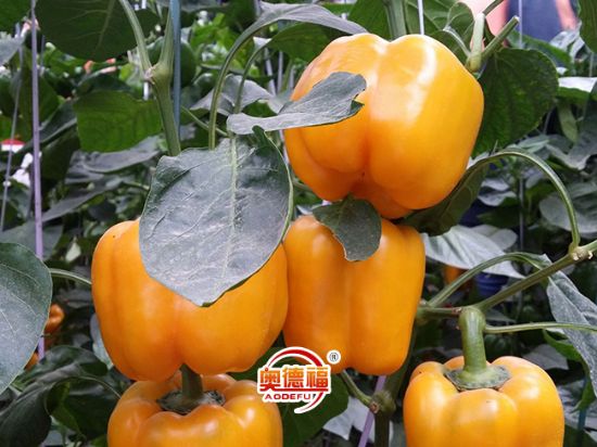 點(diǎn)擊查看詳細(xì)信息<br>標(biāo)題：彩椒 閱讀次數(shù)：7372