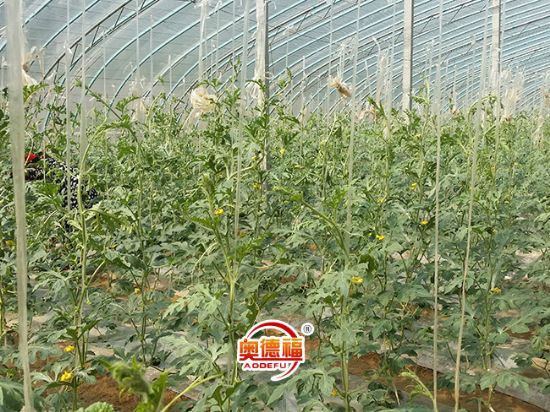 點(diǎn)擊查看詳細(xì)信息<br>標(biāo)題：奧德福 閱讀次數(shù)：7626