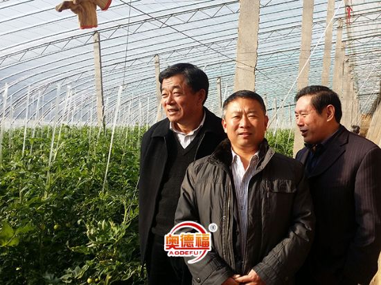 點(diǎn)擊查看詳細(xì)信息<br>標(biāo)題：農(nóng)業(yè)縣長(zhǎng)李華北農(nóng)業(yè)局局長(zhǎng)牛祥勇視察德福大棚 閱讀次數(shù)：7722