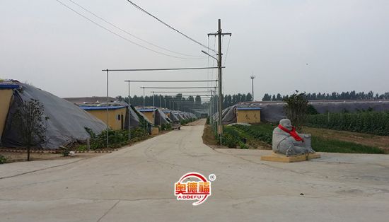 點(diǎn)擊查看詳細(xì)信息<br>標(biāo)題：德福農(nóng)業(yè)大棚 閱讀次數(shù)：7286