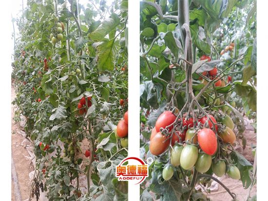 點(diǎn)擊查看詳細(xì)信息<br>標(biāo)題：有機(jī)圣女果 閱讀次數(shù)：7235