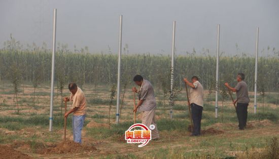 點(diǎn)擊查看詳細(xì)信息<br>標(biāo)題：在種植 閱讀次數(shù)：6562