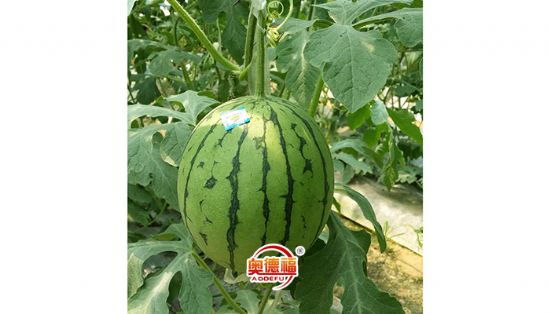 點(diǎn)擊查看詳細(xì)信息<br>標(biāo)題：有機(jī)西瓜 閱讀次數(shù)：7544