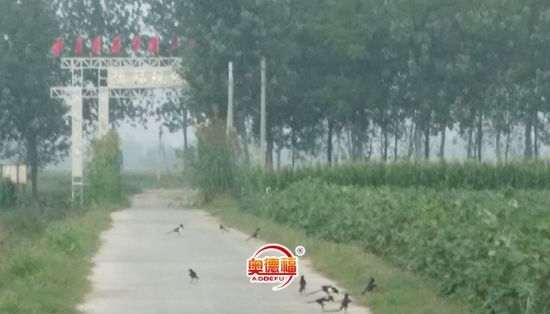 點(diǎn)擊查看詳細(xì)信息<br>標(biāo)題：小鳥(niǎo)在歌唱 閱讀次數(shù)：6664