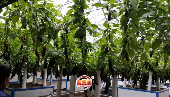 點(diǎn)擊查看詳細(xì)信息<br>標(biāo)題：無土栽培 閱讀次數(shù)：7797