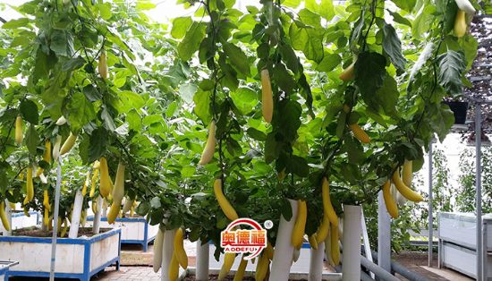 點(diǎn)擊查看詳細(xì)信息<br>標(biāo)題：無土栽培 閱讀次數(shù)：7484