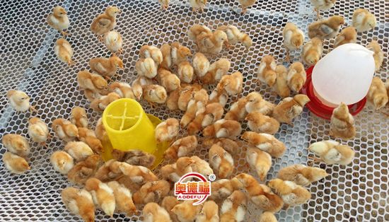 點(diǎn)擊查看詳細(xì)信息<br>標(biāo)題：養(yǎng)殖菜雞幼雛 閱讀次數(shù)：7858