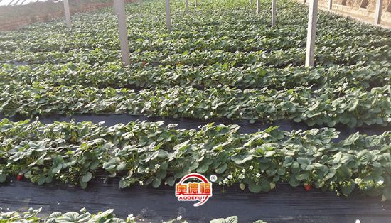 點(diǎn)擊查看詳細(xì)信息<br>標(biāo)題：有機(jī)草莓種植 閱讀次數(shù)：7683