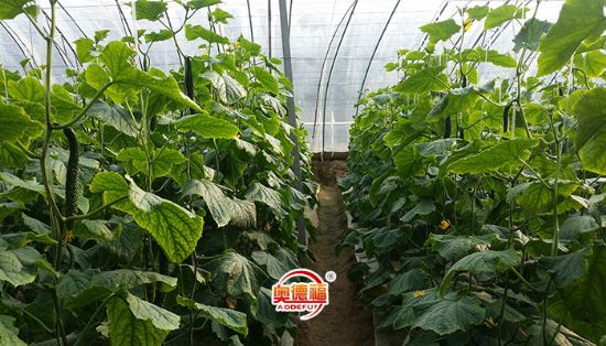 點(diǎn)擊查看詳細(xì)信息<br>標(biāo)題：有機(jī)黃瓜 閱讀次數(shù)：7678