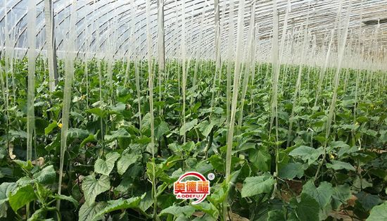 點(diǎn)擊查看詳細(xì)信息<br>標(biāo)題：有機(jī)黃瓜 閱讀次數(shù)：7427