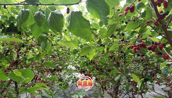 點(diǎn)擊查看詳細(xì)信息<br>標(biāo)題：有機(jī)金桑葚成熟采摘期 閱讀次數(shù)：7883