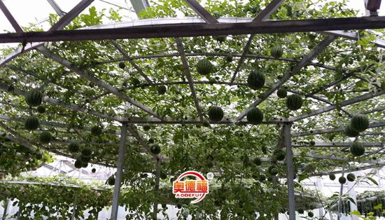 點(diǎn)擊查看詳細(xì)信息<br>標(biāo)題：未來西瓜種植 閱讀次數(shù)：7343